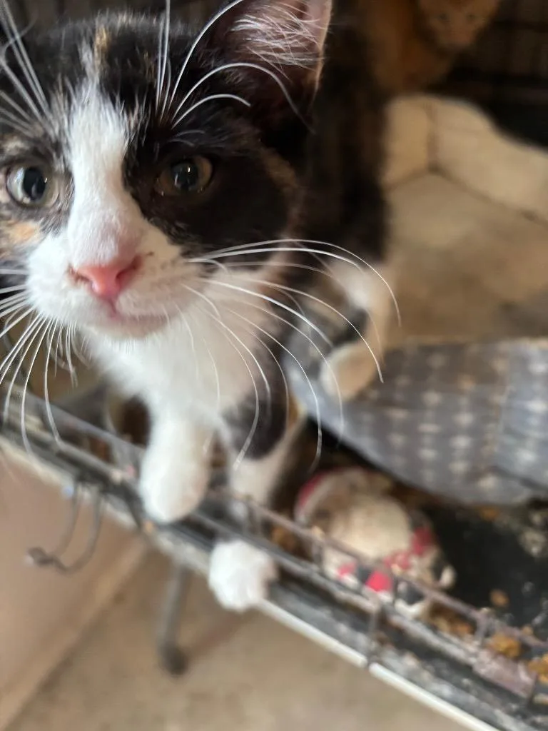 A baby small-sized female Domestic Short Hair cat named Clarissa for adoption in Camp Hill, PA