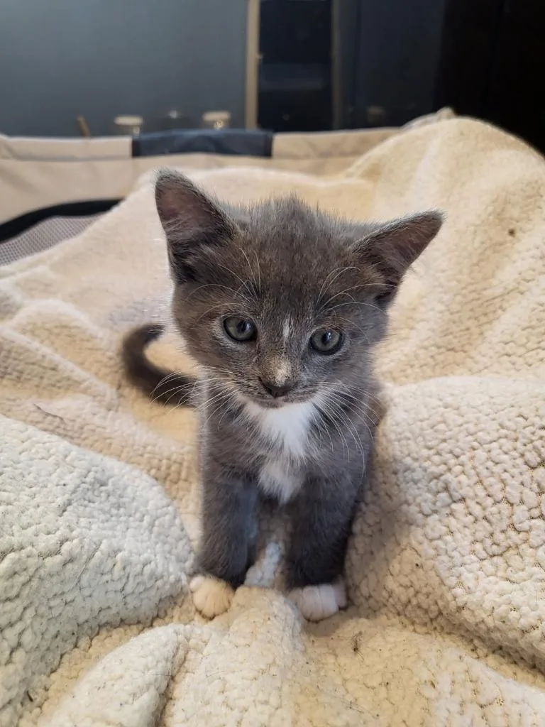 A baby medium-sized female Domestic Short Hair cat named Litha for adoption in Parkville, MD