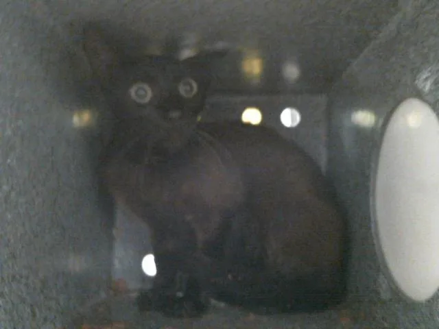 A young small-sized female Domestic Short Hair cat named A for adoption in Houston, TX