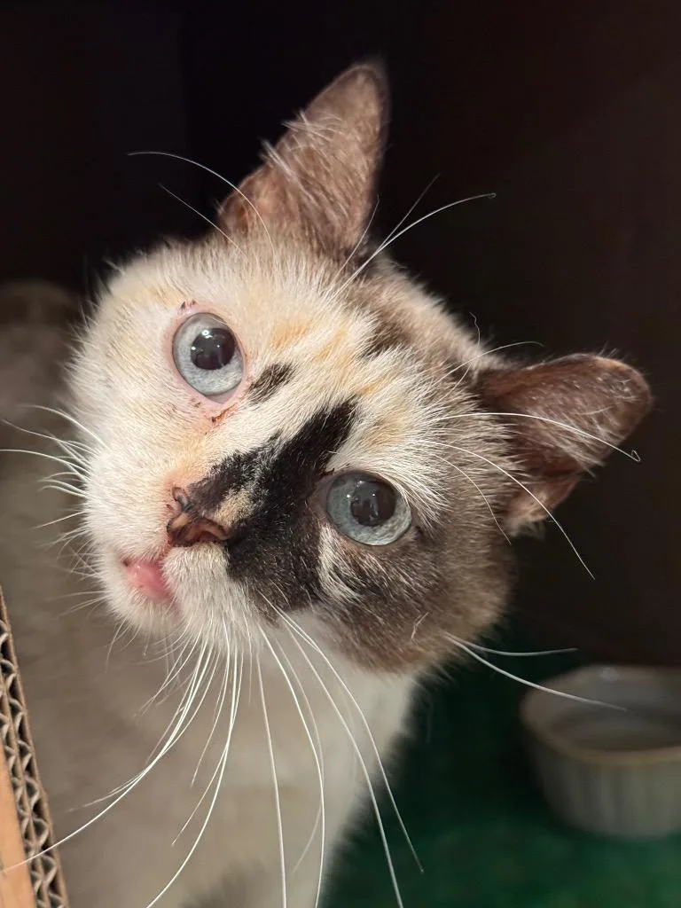 Genevieve Bear "sand thumbnail 4