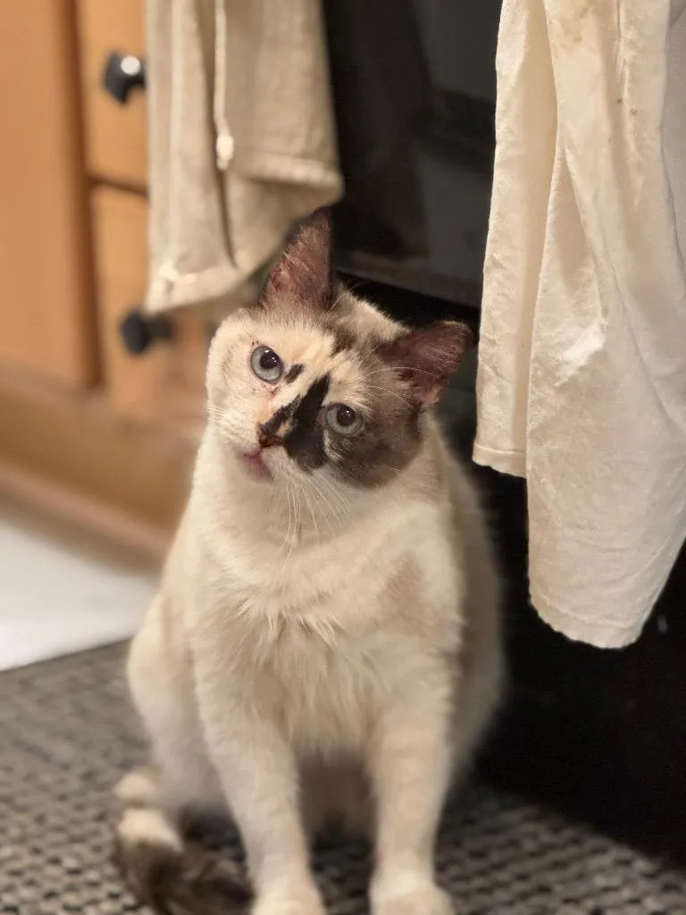 Genevieve Bear "sand thumbnail 6