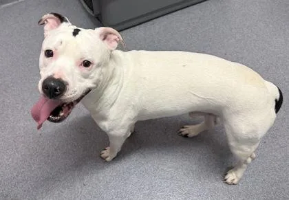 An adult medium-sized male Mixed Breed dog named Spooky for adoption in West Chester, PA