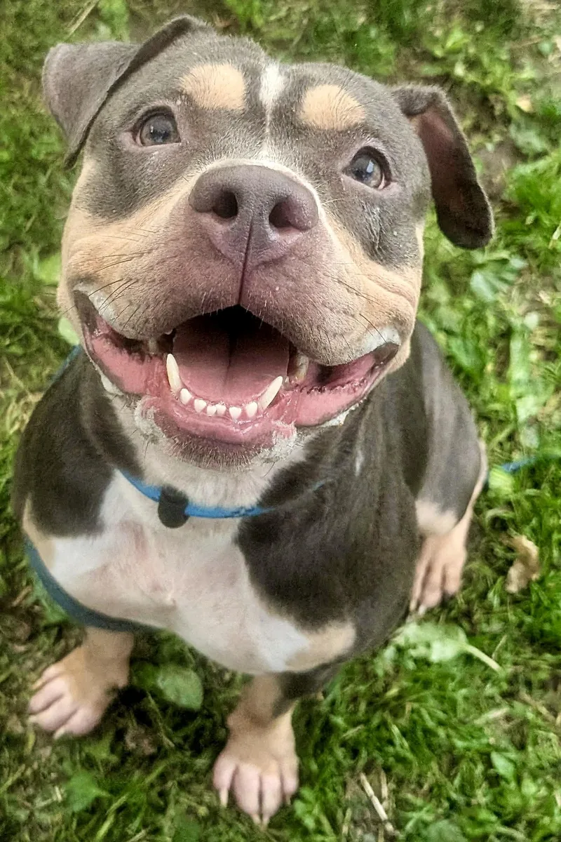 An adult medium-sized female Tricolor (Brown, Black, & White) Staffordshire Bull Terrier dog named Rabbit for adoption in Chicago, IL