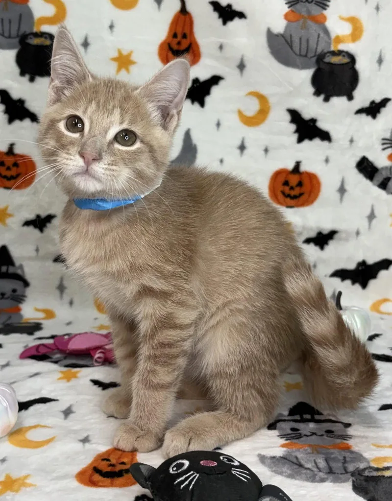 A baby medium-sized male Orange / Red Domestic Short Hair cat named Pumpkin Pie for adoption in Wetumpka, AL