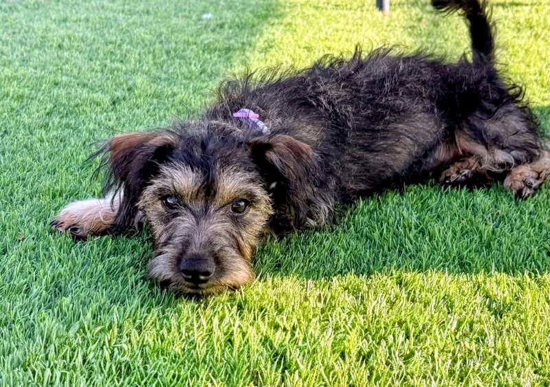 Stella