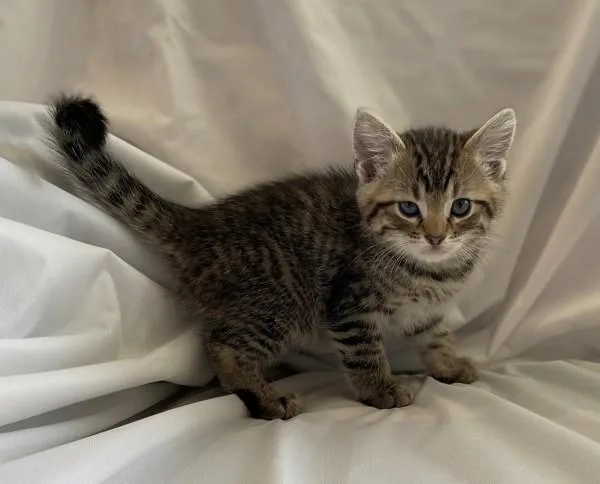 A baby small-sized female Domestic Short Hair cat named Nettle for adoption in Salt Lake City, UT