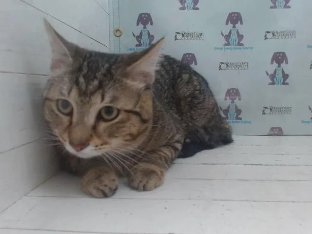 A young small-sized male Domestic Short Hair cat named Mochi for adoption in Orlando, FL