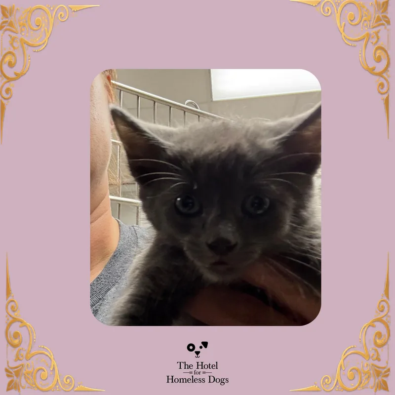 A baby medium-sized female Gray / Blue / Silver Domestic Medium Hair cat named Thistle for adoption in Cumberland, RI