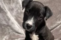 A baby medium-sized female Mixed Breed dog named Bonnie for adoption in West Chester, PA
