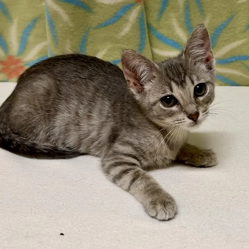 A baby medium-sized female Tabby (Gray / Blue / Silver) Domestic Short Hair cat named Cindy for adoption in Libertyville, IL