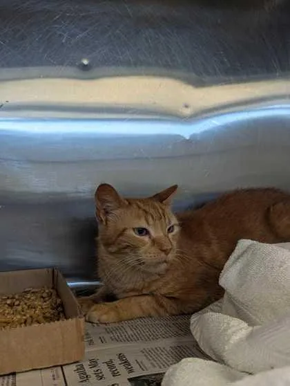 An adult medium-sized male Domestic Short Hair cat named Cheddar for adoption in Sevierville, TN