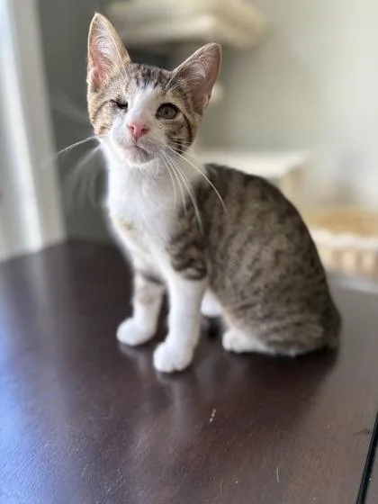 A baby small-sized male Domestic Short Hair cat named Banana for adoption in West Chester, PA
