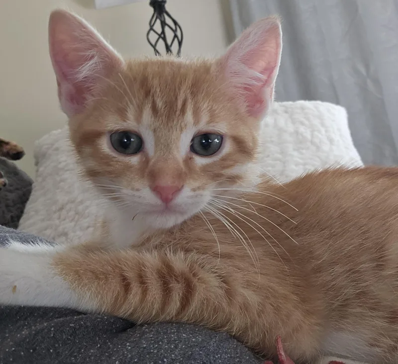A baby small-sized male Orange & White Domestic Short Hair cat named Timmy for adoption in Milwaukee, WI