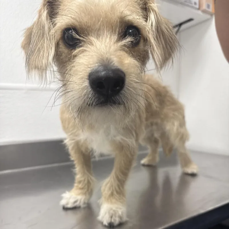 A young small-sized male Golden Wirehaired Terrier dog named HACCStray for adoption in Henderson, NV