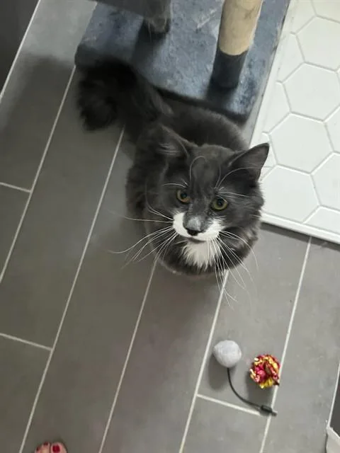 Monsieur Mustache