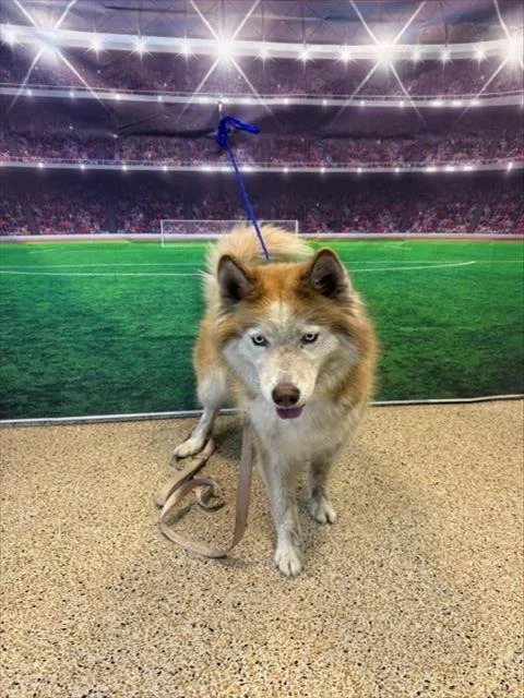A young medium-sized female Siberian Husky dog named Lola for adoption in Miami, FL