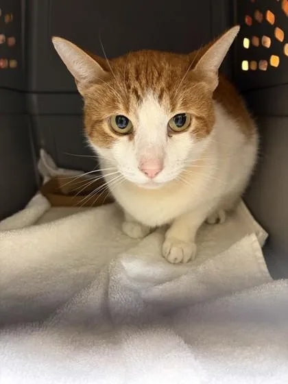 An adult medium-sized male Domestic Medium Hair cat named Treble Clef for adoption in Honolulu, HI