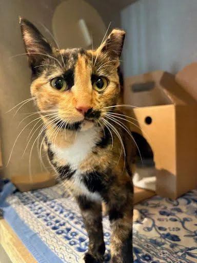 An adult medium-sized female Domestic Short Hair cat named Cali for adoption in Washington, DC