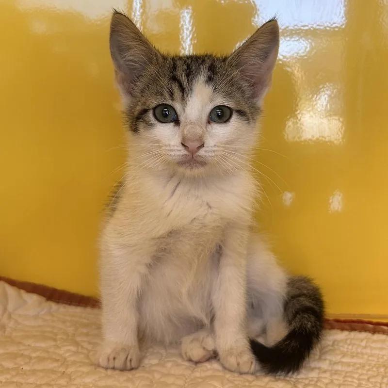 A baby small-sized male White Domestic Short Hair cat named Third Wheel for adoption in Abilene, TX