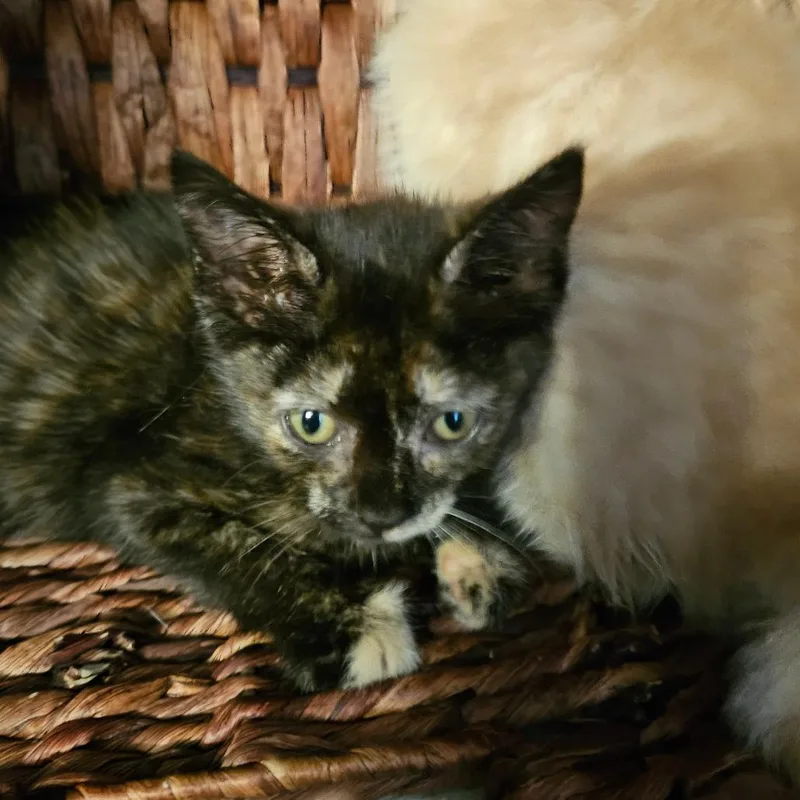 Lacey thumbnail 3