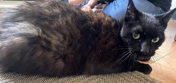 A senior medium-sized male Domestic Short Hair cat named Blake for adoption in Novato, CA