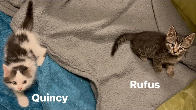Rufus thumbnail 2