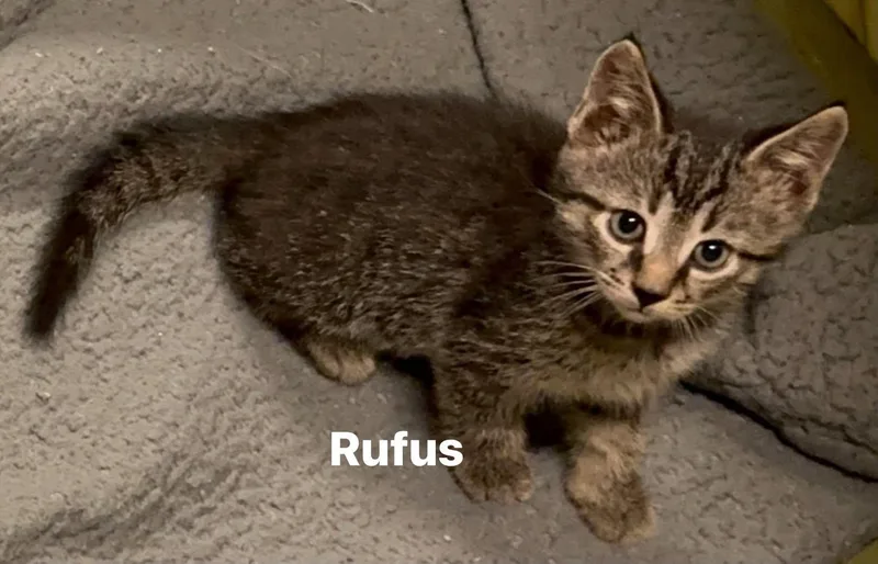 Rufus thumbnail 4