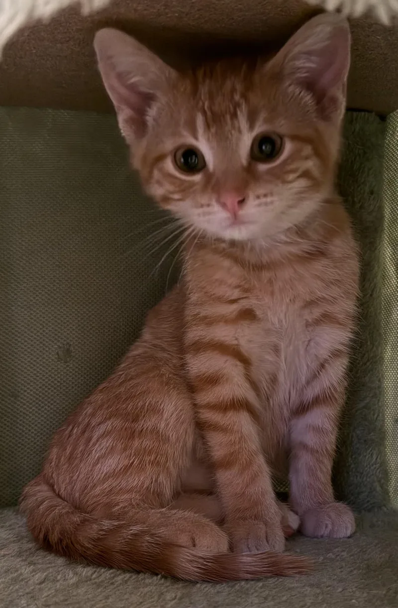A young medium-sized male Tabby (Orange / Red) Domestic Short Hair cat named Dagwood for adoption in Washburn, WI