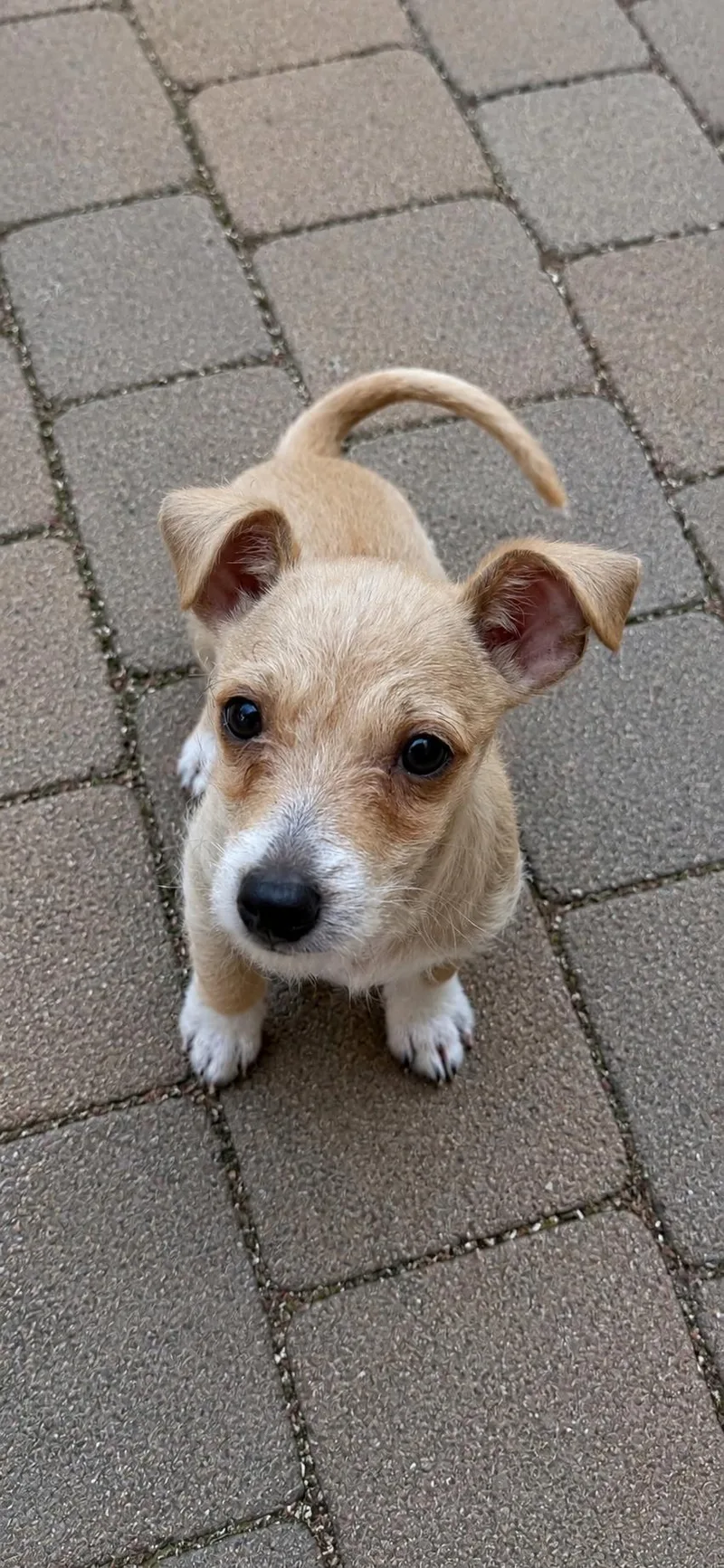 A baby small-sized male Golden Chiweenie dog named Jonah for adoption in Brierfield, AL