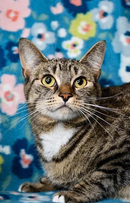 An adult small-sized female Domestic Short Hair cat named Ziggy for adoption in Yakima, WA