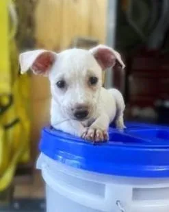 A baby small-sized male Labrador Retriever dog named Rocco for adoption in Washington, DC