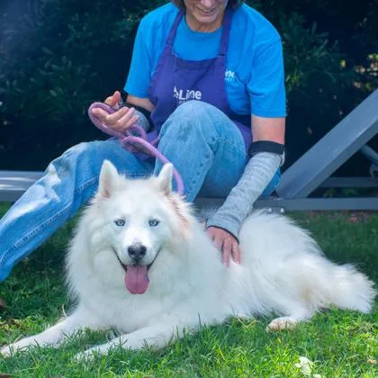 An adult large-sized male Mixed Breed dog named Mainco for adoption in Chamblee, GA