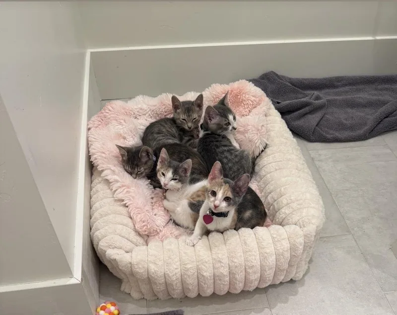 A baby small-sized female Gray & White Domestic Short Hair cat named Maple for adoption in Fort collins, CO