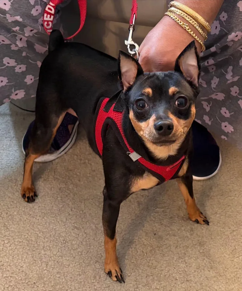 An adult small-sized male Black Miniature Pinscher dog named Prince for adoption in East Brunswick, NJ