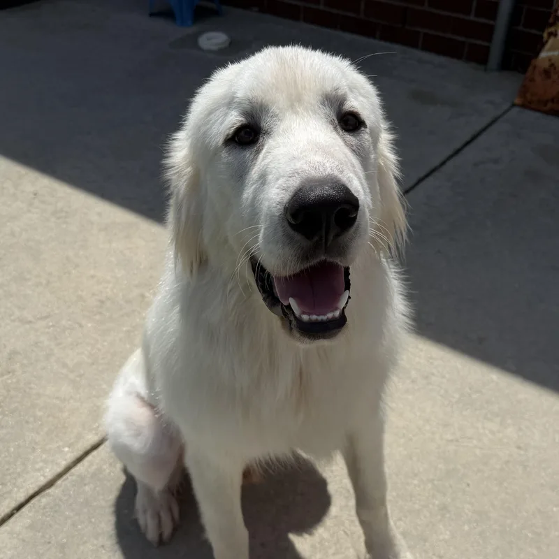 Bo