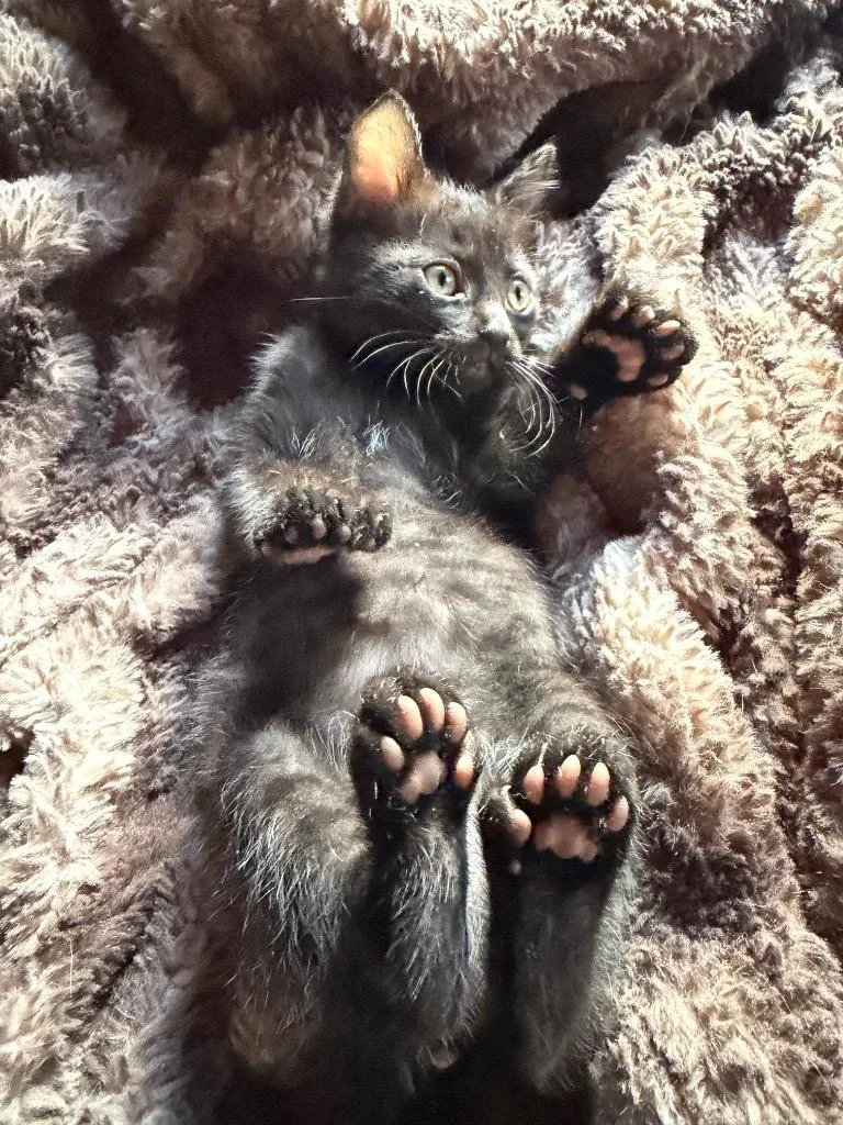 A baby small-sized female Domestic Short Hair cat named Tobie for adoption in Claremore, OK