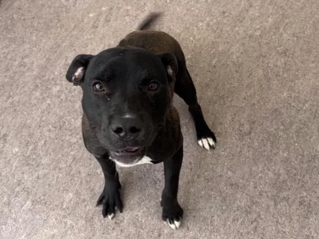 A young large-sized male Pit Bull Terrier dog named Otto for adoption in Saint Louis, MO