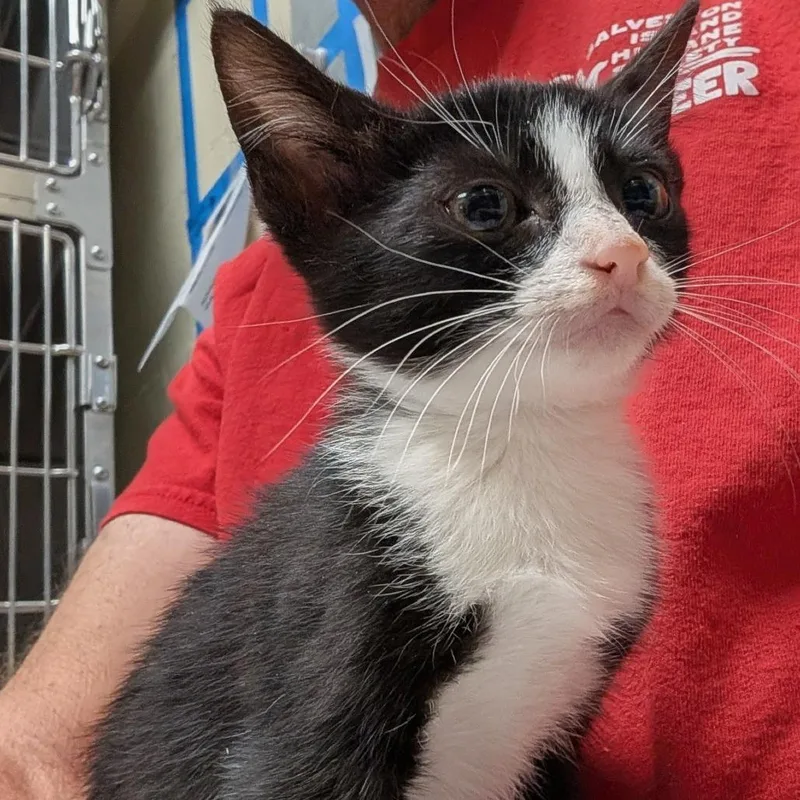 A baby small-sized female Black Domestic Short Hair cat named Lil Mouse for adoption in Galveston, TX