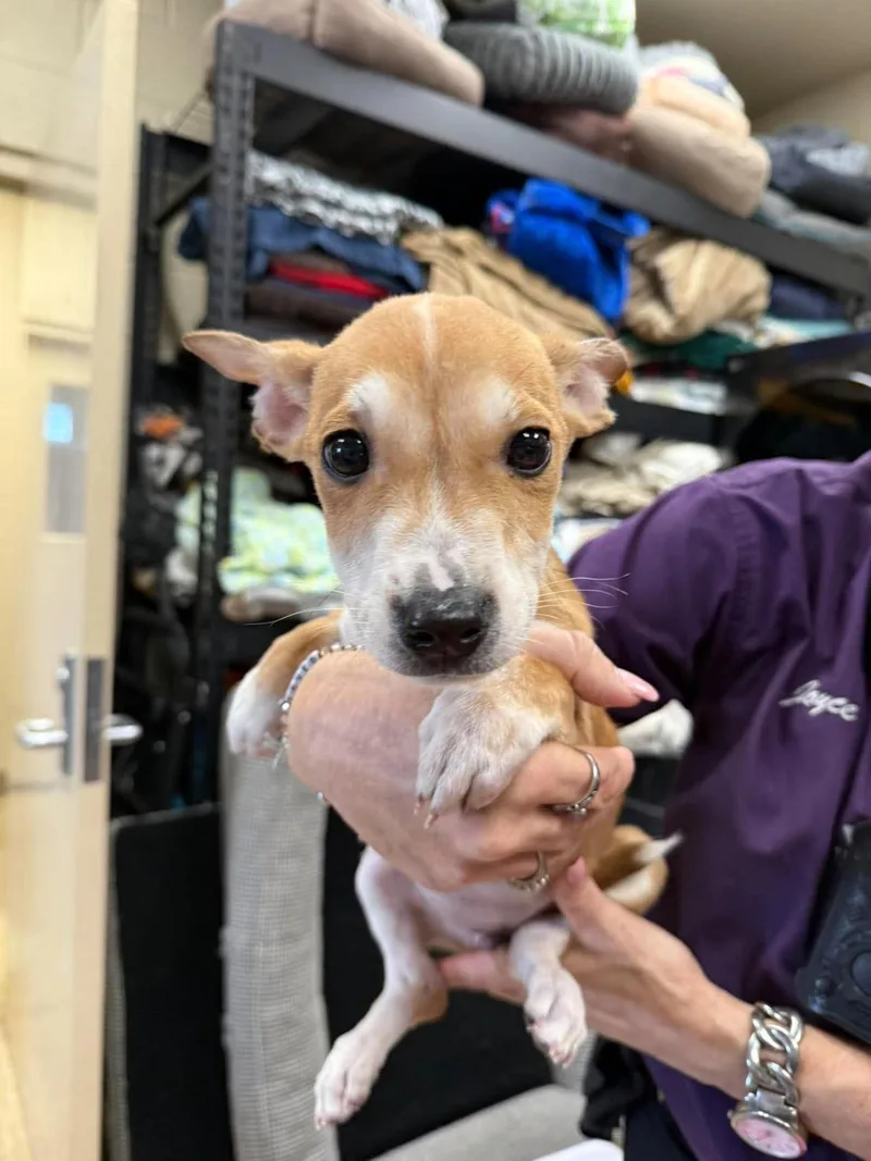 A baby small-sized female Australian Cattle Dog / Blue Heeler dog named Jamye for adoption in Rockwall, TX