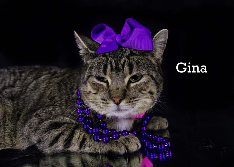 An adult medium-sized female Tabby (Gray / Blue / Silver) Tabby cat named Gina for adoption in York, NE