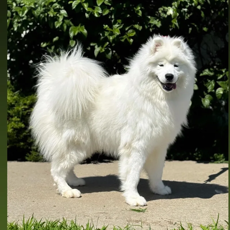 A young medium-sized female White / Cream Samoyed dog named Ally for adoption in Syosset, NY