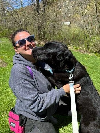 A baby large-sized male Black Labrador Retriever dog named Waylon for adoption in Bedford Hills, NY