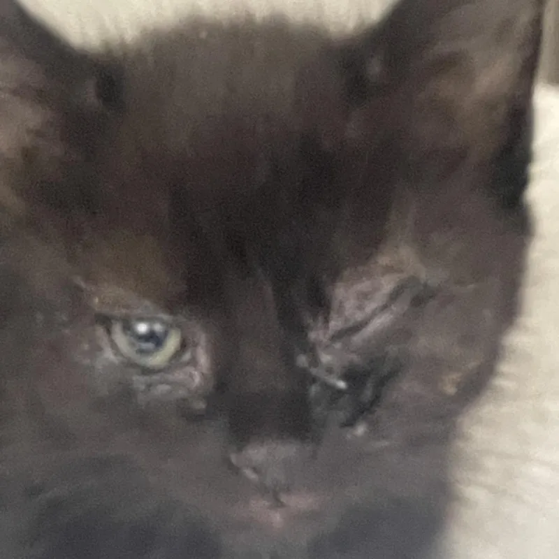 A baby small-sized female Black Domestic Short Hair cat named Pickle for adoption in Lynchburg, VA