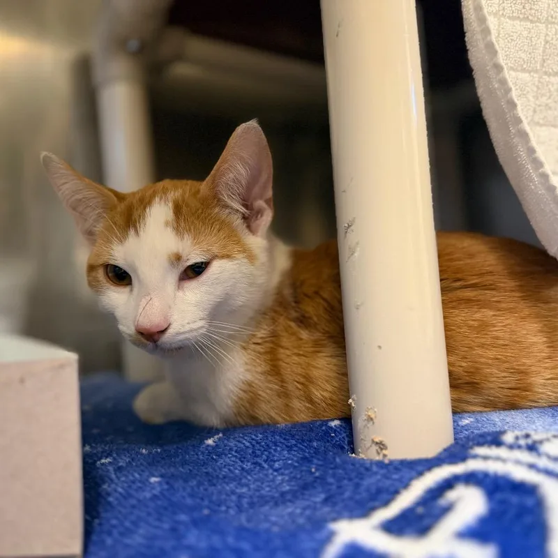 An adult medium-sized male Domestic Short Hair cat named Creamsicle for adoption in Perkiomenville, PA