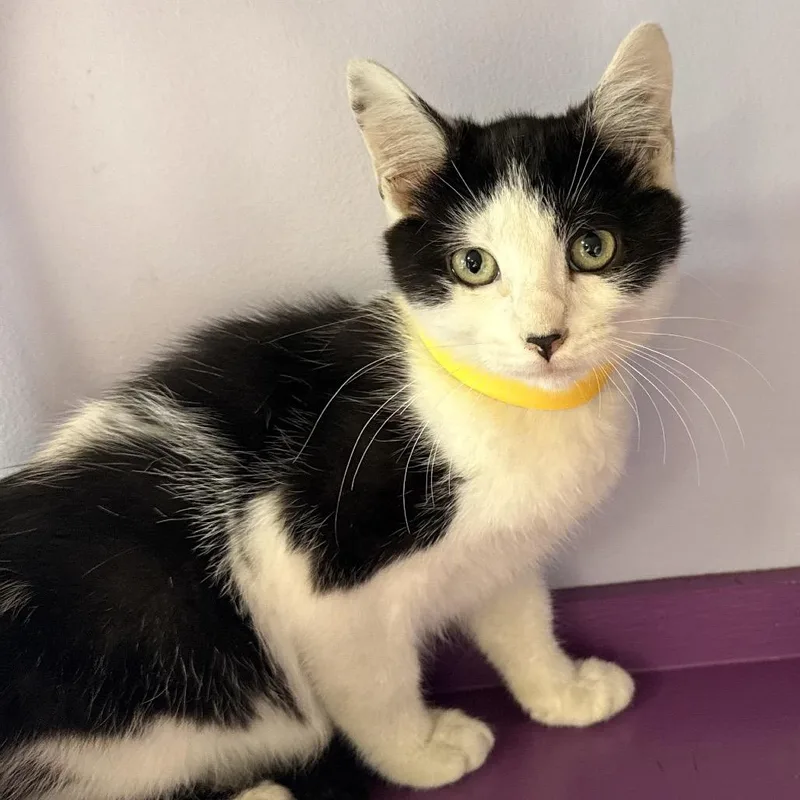 A baby small-sized female Domestic Short Hair cat named Gala for adoption in Brimfield, MA