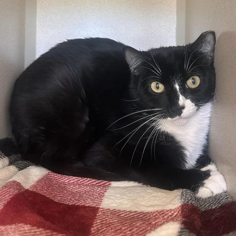 An adult medium-sized female Black Domestic Short Hair cat named Lollipop for adoption in Reno, NV