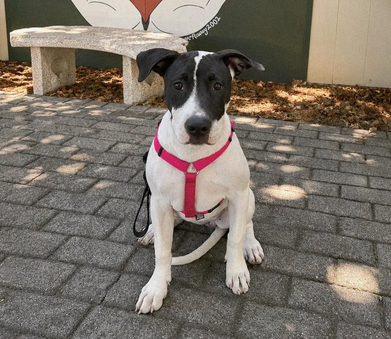 Dottie