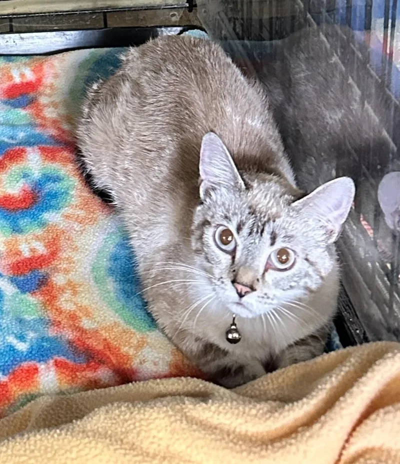 A young medium-sized female Siamese cat named Snooky for adoption in Rice Lake, WI