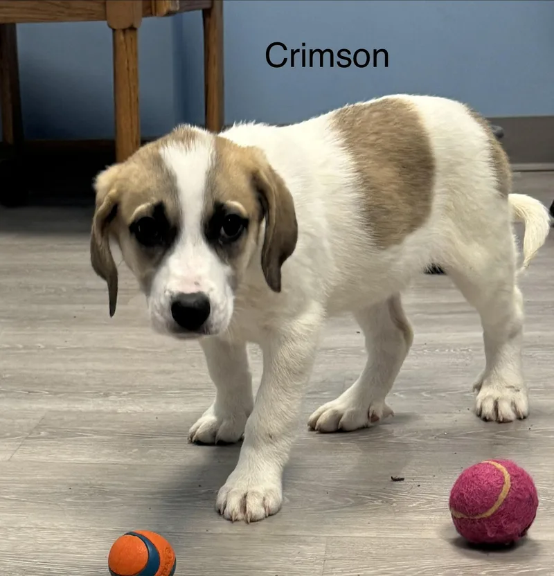 A baby large-sized female White / Cream Coonhound dog named Crimson for adoption in Ulster, PA