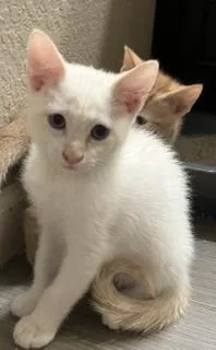 A baby small-sized male Domestic Medium Hair cat named Doodlebug for adoption in Broomfield, CO